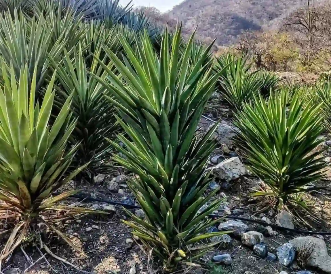 agave cuishe